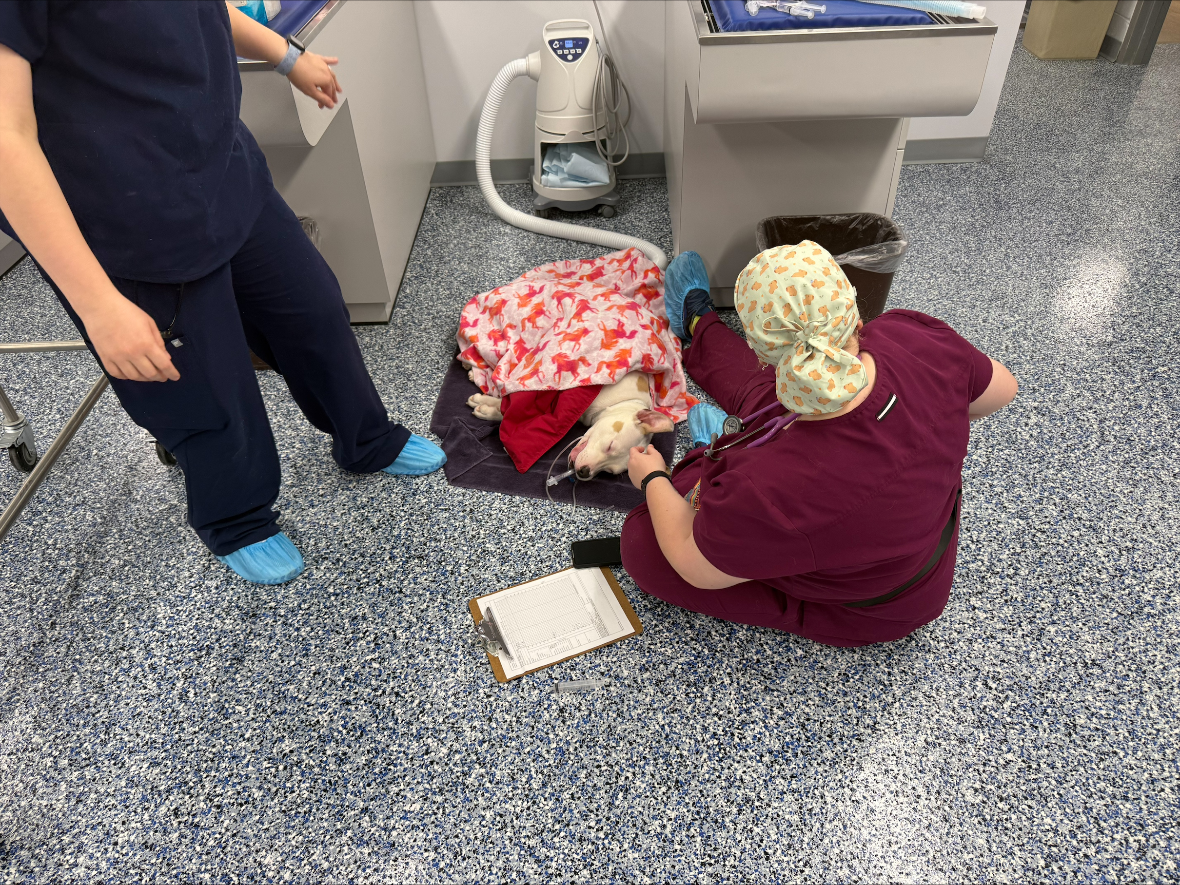 Students at the University Farm perform a number of services for shelter animals in their care, including nail triimmings.