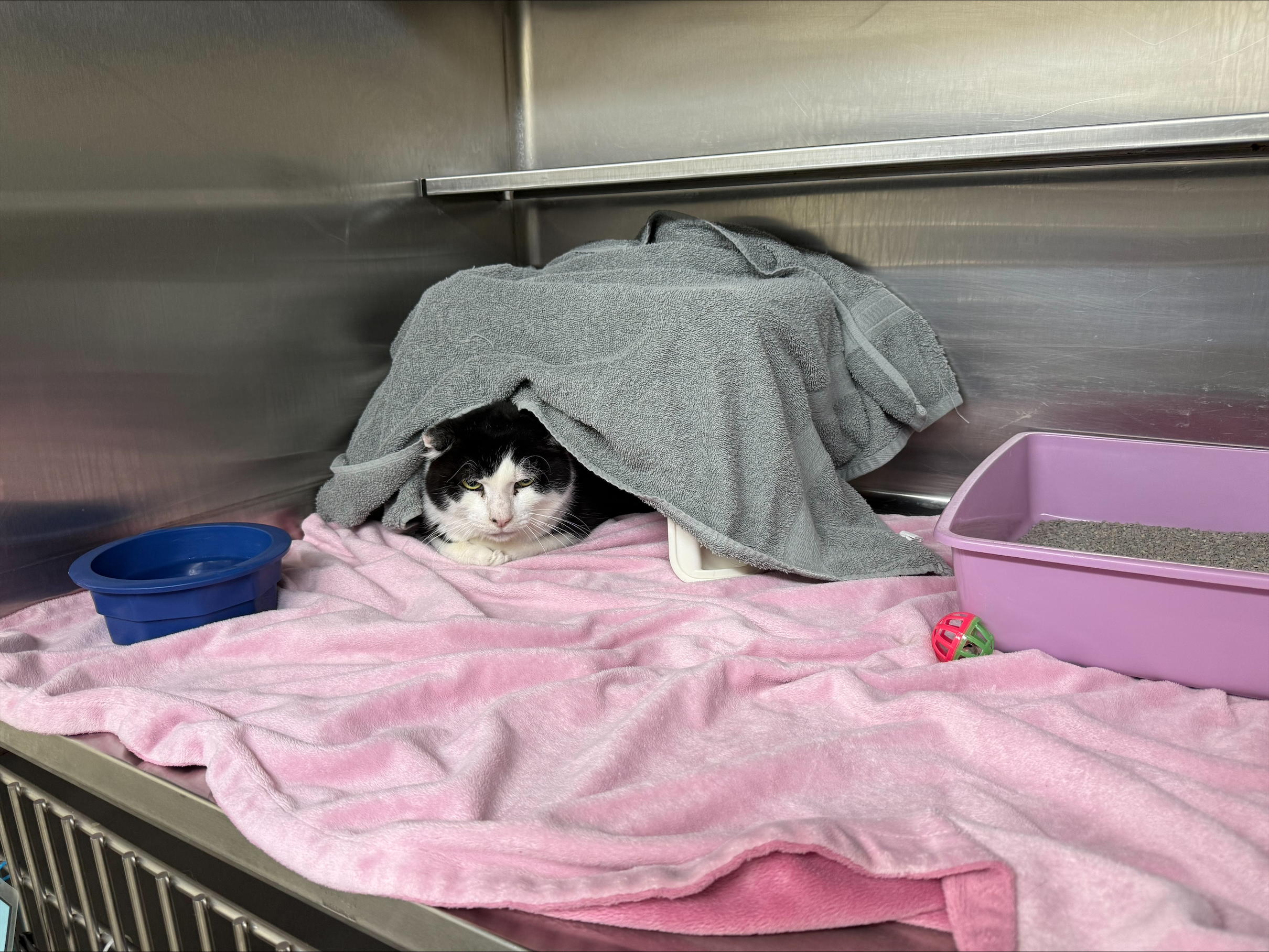 Cats, like Domino, benefit from new enclosures that aim to comfort them during their stay at the University Farm.