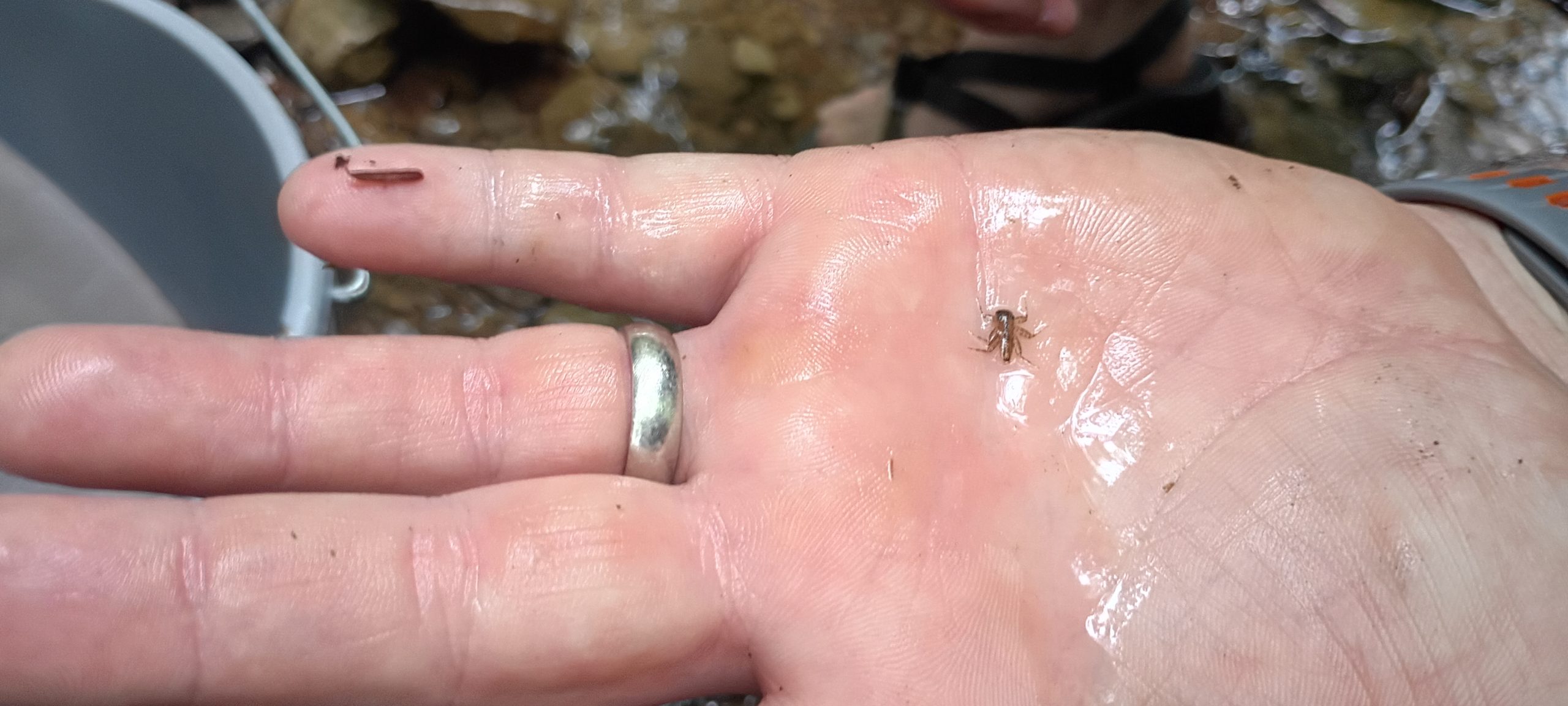 IMG_20260912_101207226_HDR.jpg Mayfly larvae